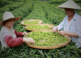 Красный чай: почему его называют черным | Статья H2O